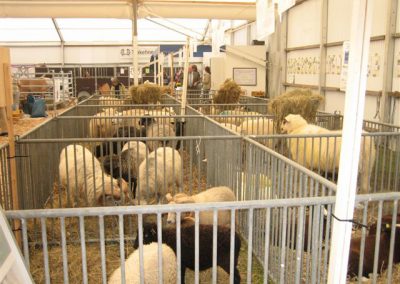 Schafe auf der Norla 2011 in Rendsburg